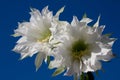 Cactus amazing white flower closeup