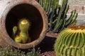 Cactus in Amphora Royalty Free Stock Photo