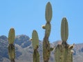 Cactus in the Andes Royalty Free Stock Photo