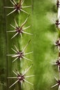 Cactus areoles