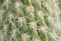 Cactus areoles with spines close-up. There are thick pointed thorns growing out of areole sand fine white hair-like filaments