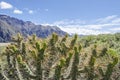 Cactus in Arequipa Peru Royalty Free Stock Photo