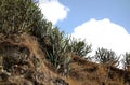 Cactus on Arid Rocky Ridge Royalty Free Stock Photo