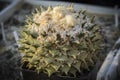 Cactus Ariocarpus retusus in a pot , thirty years old plant against blurry background. Royalty Free Stock Photo