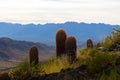 Cactus in Arizona Royalty Free Stock Photo