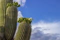 Cactus Arms Blooming And Soaring Toward the Sky