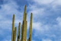 Cactus Arms Soaring Into The Blue Sky