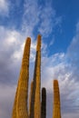 Cactus Arms Soaring Into The Desert Sky In Arizona