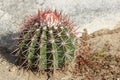 Cactus, Aruba, ABC Islands Royalty Free Stock Photo