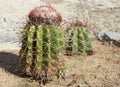 Cactus, Aruba, ABC Islands Royalty Free Stock Photo