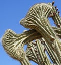 Cactus, Aruba, ABC Islands Royalty Free Stock Photo
