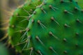 Cactus Aruba Royalty Free Stock Photo