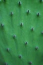 Cactus as Texture