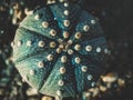 Cactus astrophytum asterias on dark background. Abstract background of cactus close up top view. Royalty Free Stock Photo