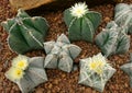 Cactus, Astrophytum asterias Royalty Free Stock Photo