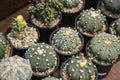 Cactus Astrophytum asterias Royalty Free Stock Photo