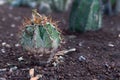 Cactus Astrophytum growing outdoors in the garden.
