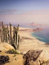 Cactus in the Atacama desert, Pan de Azucar National Park in Chile, flowerful desert of Atacama Royalty Free Stock Photo