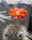Cactus (Aylostera gibbulosa) Royalty Free Stock Photo