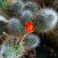 Cactus Aylostera with red flower. Royalty Free Stock Photo
