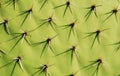 Cactus Background Royalty Free Stock Photo