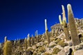 Cactus background Royalty Free Stock Photo