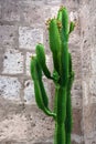 cactus on background of brick wall