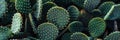 cactus background cactus plants closeup Cactus thorns