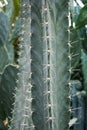 Cactus Background. Cactus clouse up. Cactus Macro. Cactus thorns Royalty Free Stock Photo