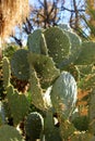 Cactus Background Royalty Free Stock Photo