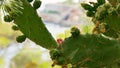 Cactus on the background of the sea