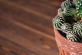 Cactus background table brown wooden plant botany pot nature spine