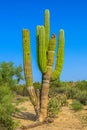 cardon cactus Royalty Free Stock Photo