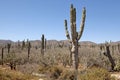 Cactus, Baja