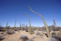 Cactus in Baja, Mexico