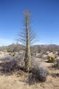 Cactus in Baja, Mexico