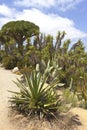 Cactus in Balboa park San Diego California. Royalty Free Stock Photo