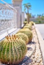 Cactus ball echinocactus grusonii in the garden. Close up of succulent golden barrel cactus