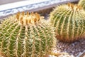 Cactus ball echinocactus grusonii in the garden. Close up of succulent golden barrel cactus