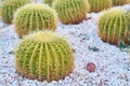 Cactus ball echinocactus grusonii in the garden. Close up of succulent golden barrel cactus