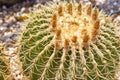 Cactus ball echinocactus grusonii in the garden. Close up of succulent golden barrel cactus