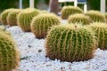 Cactus ball echinocactus grusonii in garden. Succulent golden barrel cactus close up