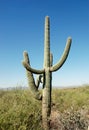 Arizona state giant cacti ballerina