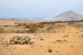 Cactus balls in Pan de Azucar National Park in Chile Royalty Free Stock Photo