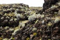 Cactus on the Basaltic Volcanic Mountain