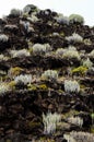 Cactus on the Basaltic Volcanic Mountain