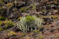 Cactus on the Basaltic Volcanic Mountain