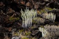 Cactus on the Basaltic Volcanic Mountain