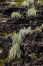 Cactus on the Basaltic Volcanic Mountain