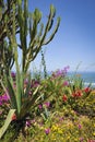 Cactus on the beach in Lima, Peru